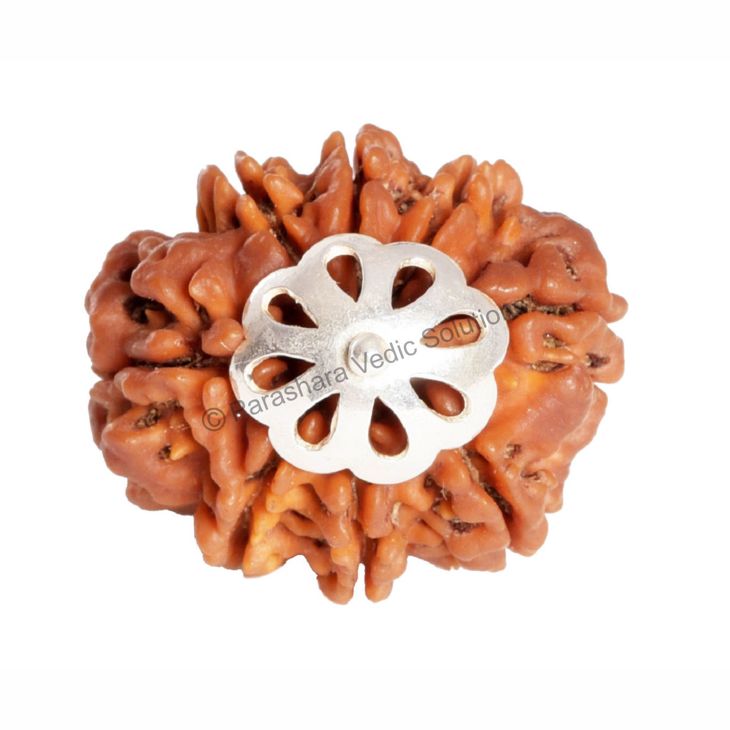 Arkam Premium Range Of Spiritual Products Arkam Eight Mukhi Rudraksha